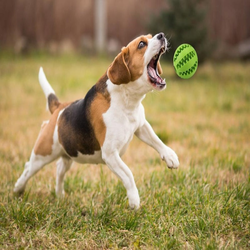 Interactive Rubber Balls Chewing Toys - My Store